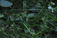Veronica serpyllifolia serpyllifolia