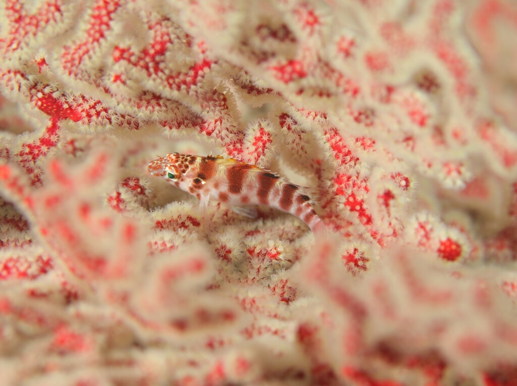 Photo of Blotched hawkfish (Cirrhitichthys aprinus)