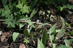 Erythronium propullans
