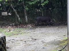 Tapirus