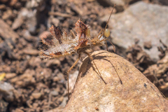 Phyllomorpha laciniata