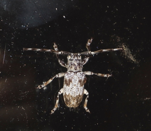 Pachyosa