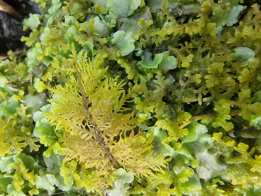 Common Tamarisk-moss in March 2024 by Sim Elliott · iNaturalist