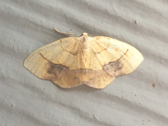 Nematocampa resistaria