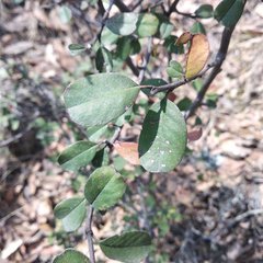 Malacomeles denticulata