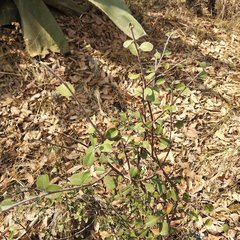 Malacomeles denticulata