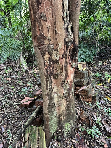 Foto de Pau-brasil