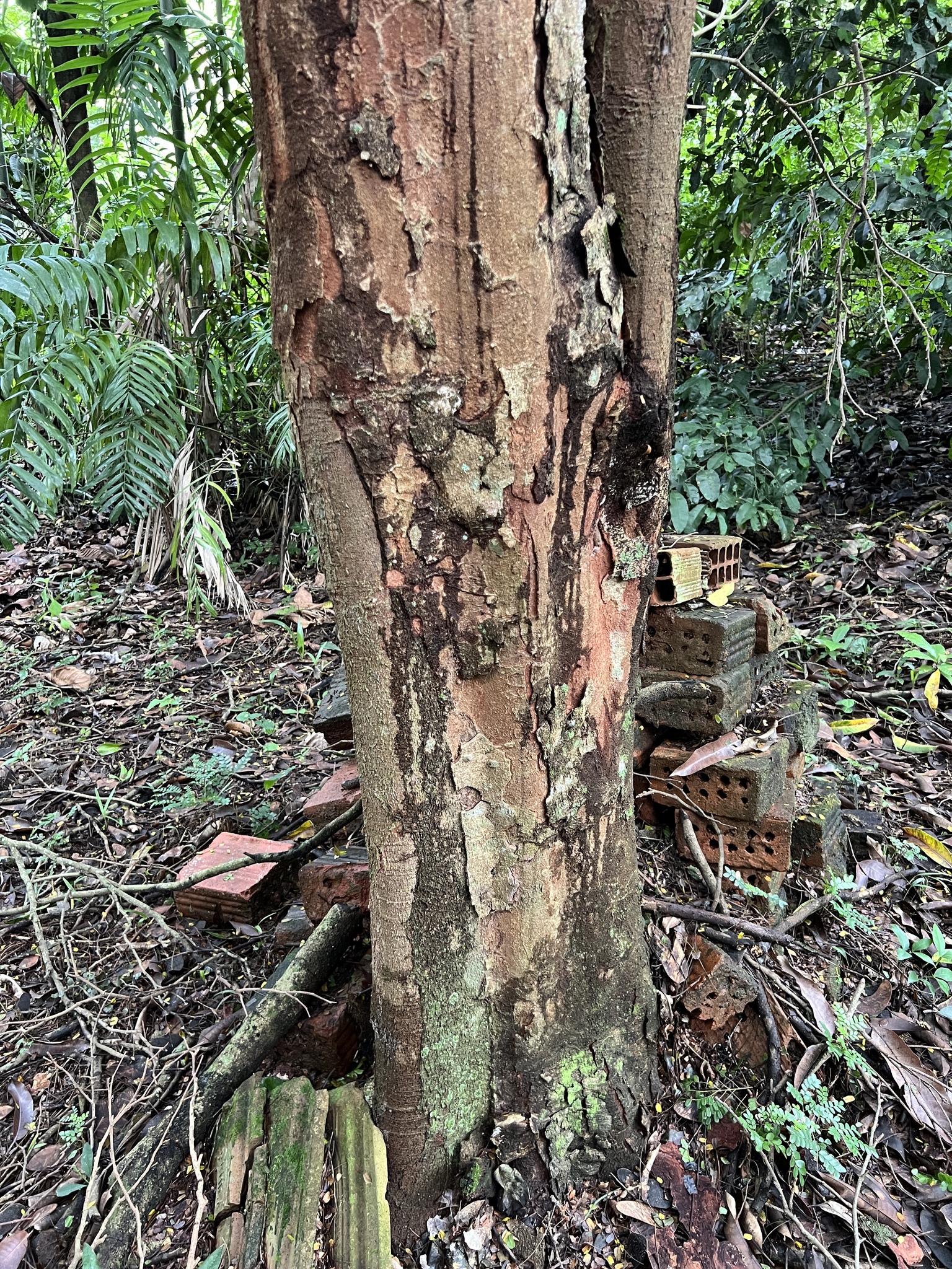 Imagem de Pau-brasil