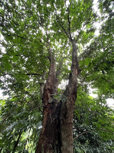 Foto de Pau-brasil