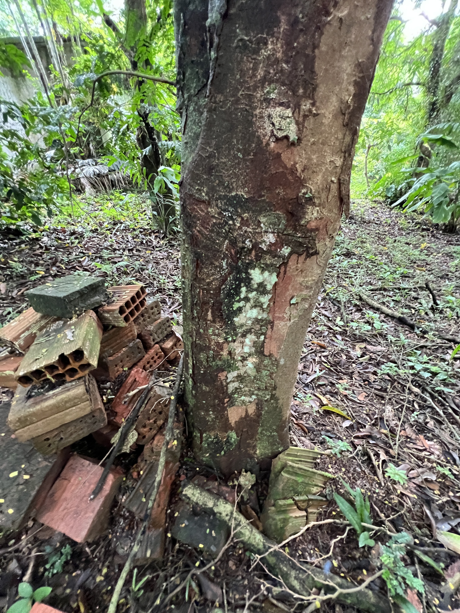 Imagem de Pau-brasil
