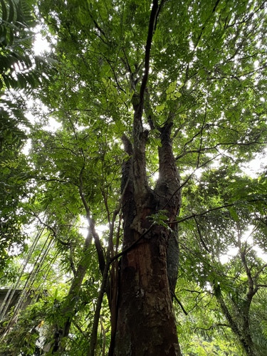 Foto de Pau-brasil