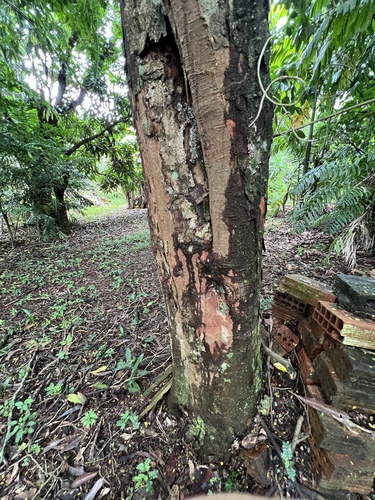 Foto de Pau-brasil
