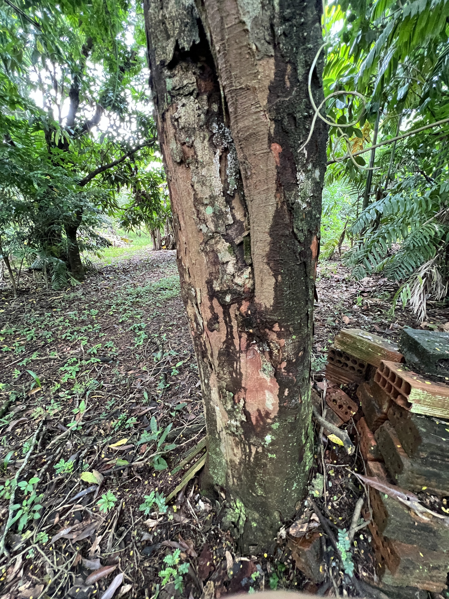Imagem de Pau-brasil