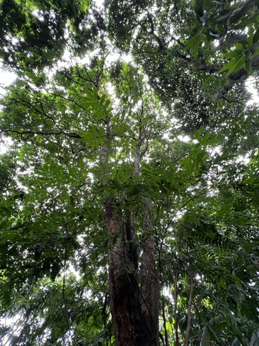 Foto de Pau-brasil