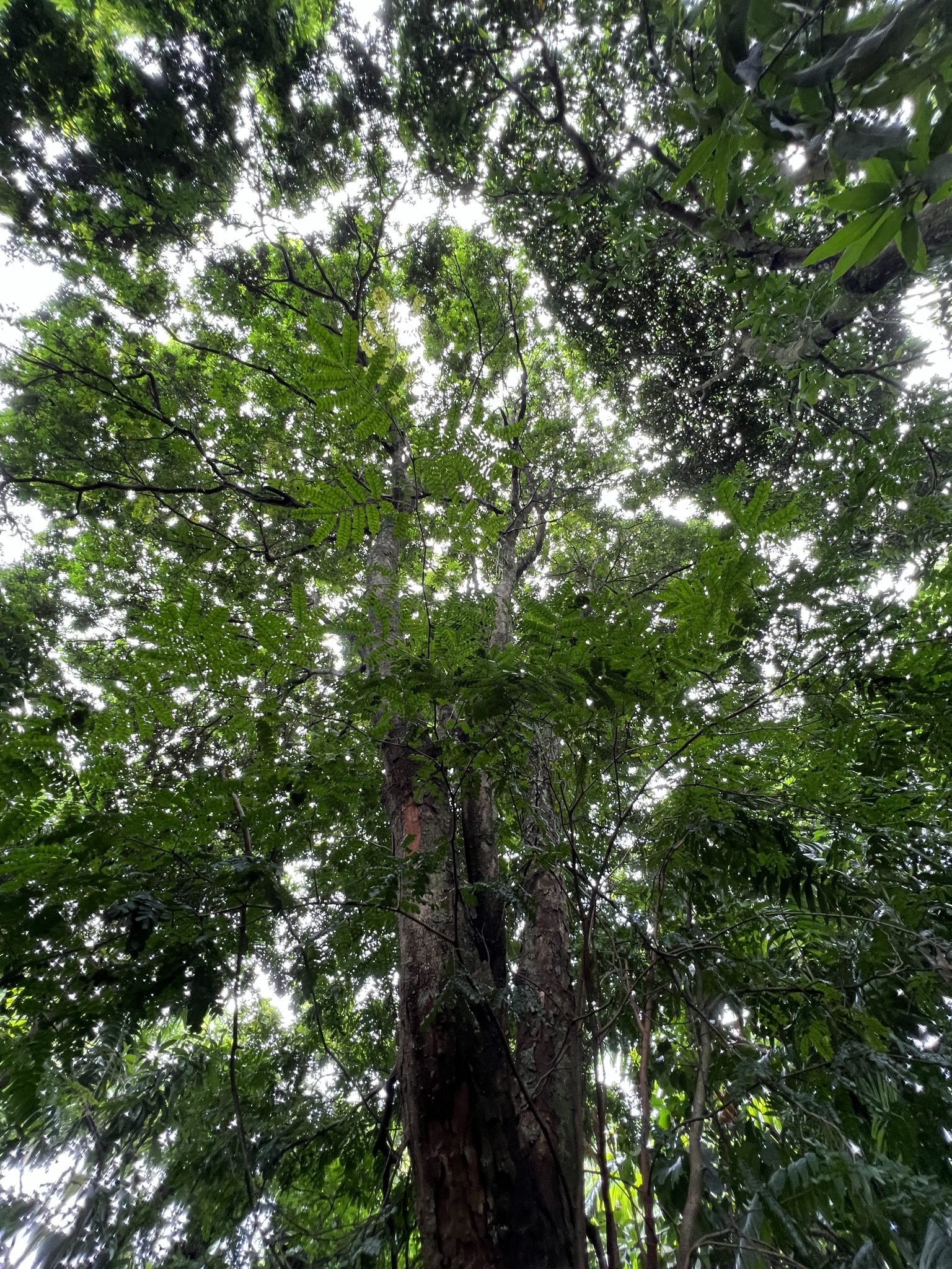 Imagem de Pau-brasil