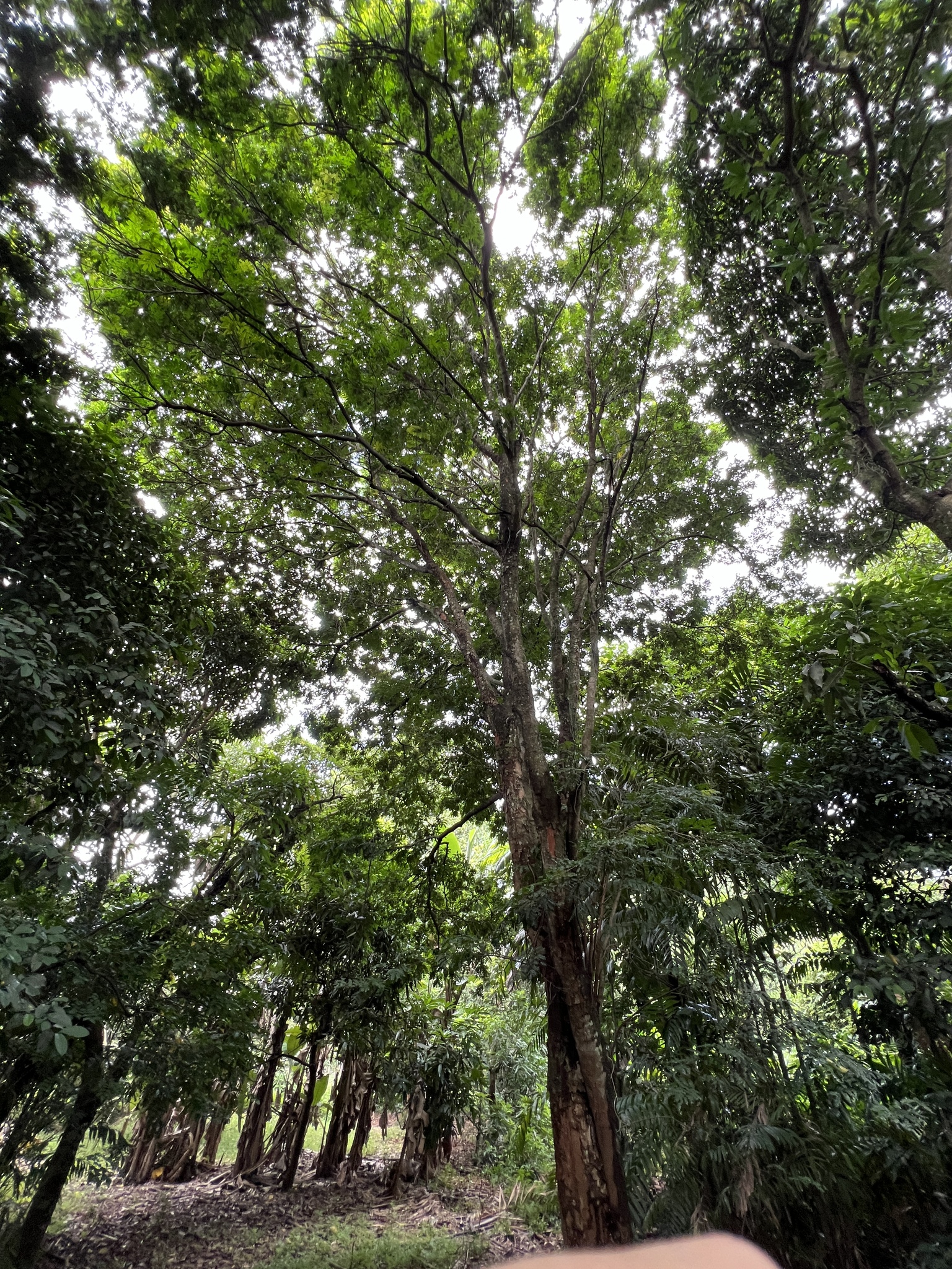 Imagem de Pau-brasil