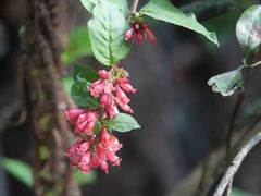Cestrum fasciculatum