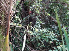 Cestrum fasciculatum