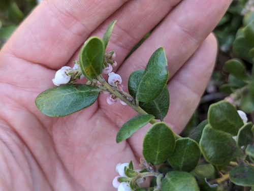 Image of Arctostaphylos pumila by (c) Alexander Wentworth, some rights reserved (CC BY)