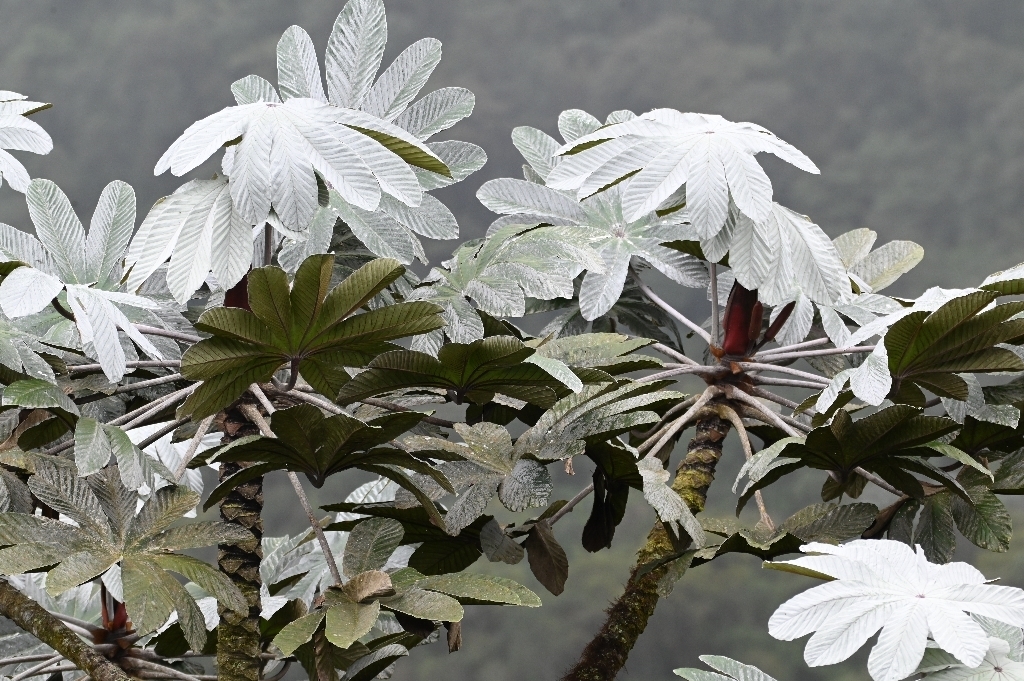 Cecropia maxima