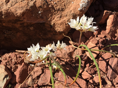 Allium nevadense
