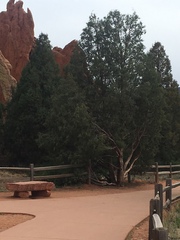 Aphelocoma woodhouseii