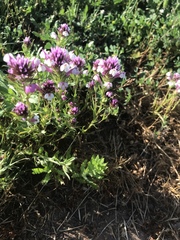 Castilleja densiflora gracilis