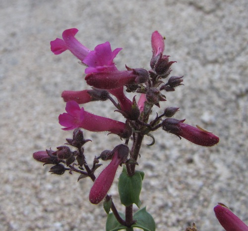Penstemon clevelandii var. mohavensis