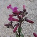 Penstemon clevelandii mohavensis - Photo (c) Neil Frakes, some rights reserved (CC BY-NC), uploaded by Neil Frakes