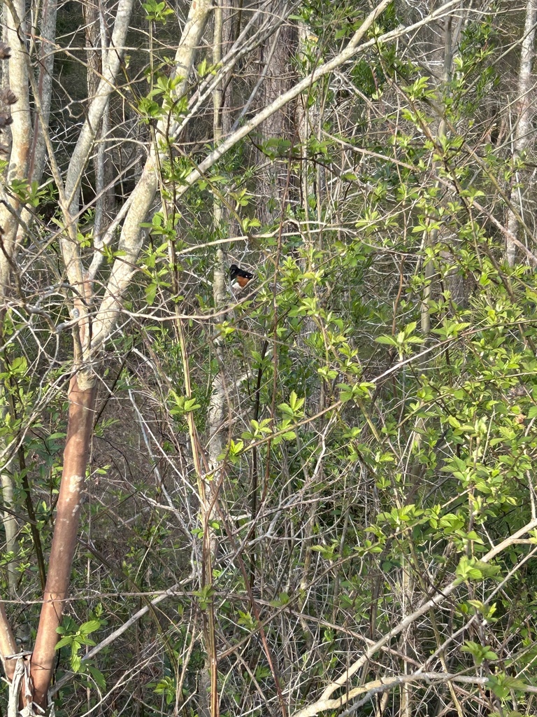Eastern Towhee from Richardson Rd, Apex, NC, US on March 25, 2024 at 06