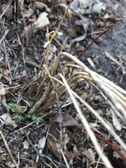 Linaceae