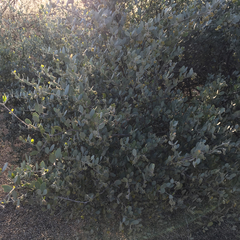 Simmondsia chinensis