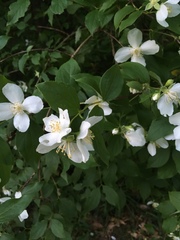Philadelphus coronarius