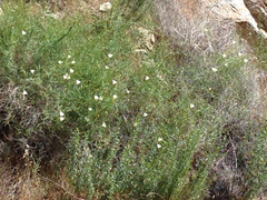 Calystegia longipes