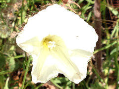 Calystegia longipes