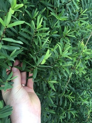 Veronica strictissima