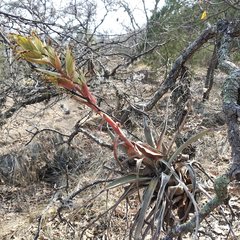 Tillandsia bourgaei