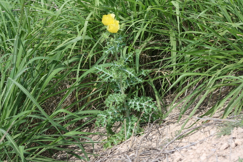 Image of Golden Pricklypoppy (Argemone aenea) by no rights reserved