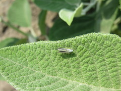 Graphocephala flavovittata
