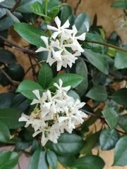 Trachelospermum jasminoides