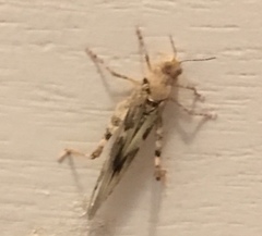 Trimerotropis pallidipennis