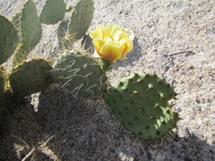 Opuntia engelmannii engelmannii