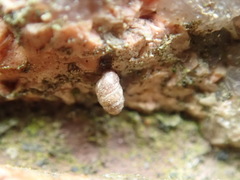 Columella simplex