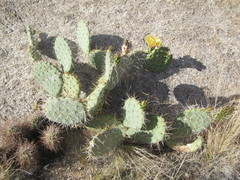 Opuntia engelmannii engelmannii