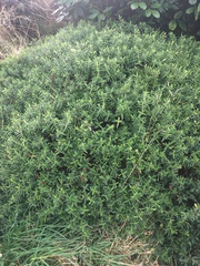 Veronica strictissima