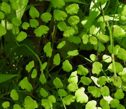 Image of Adiantum poiretii by no rights reserved