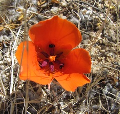 Calochortus kennedyi