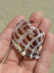 Phalium areola