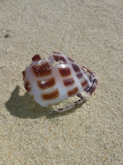 Phalium areola