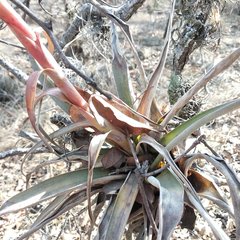 Tillandsia bourgaei